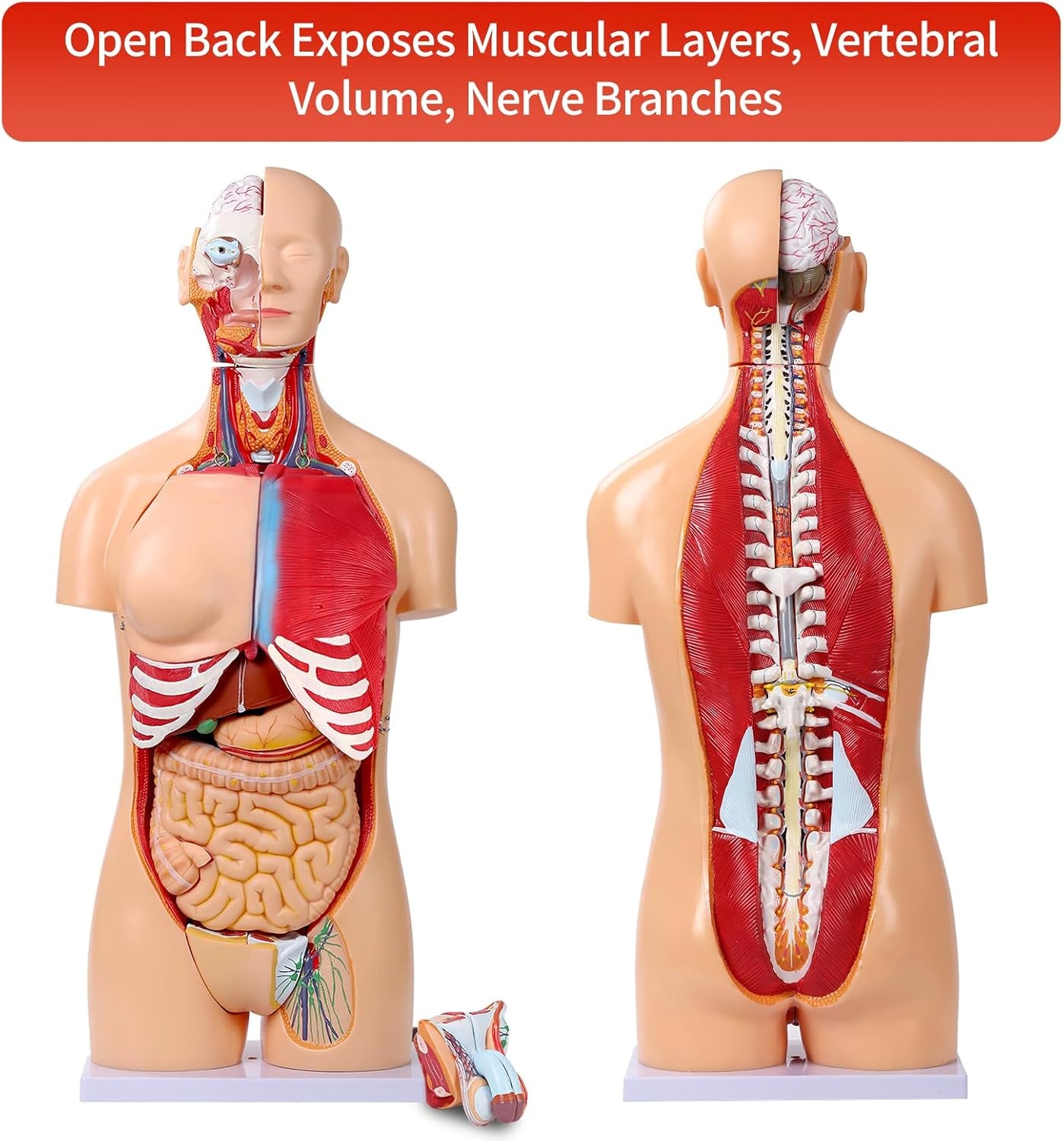 Human Torso Anatomy Model 33.4"