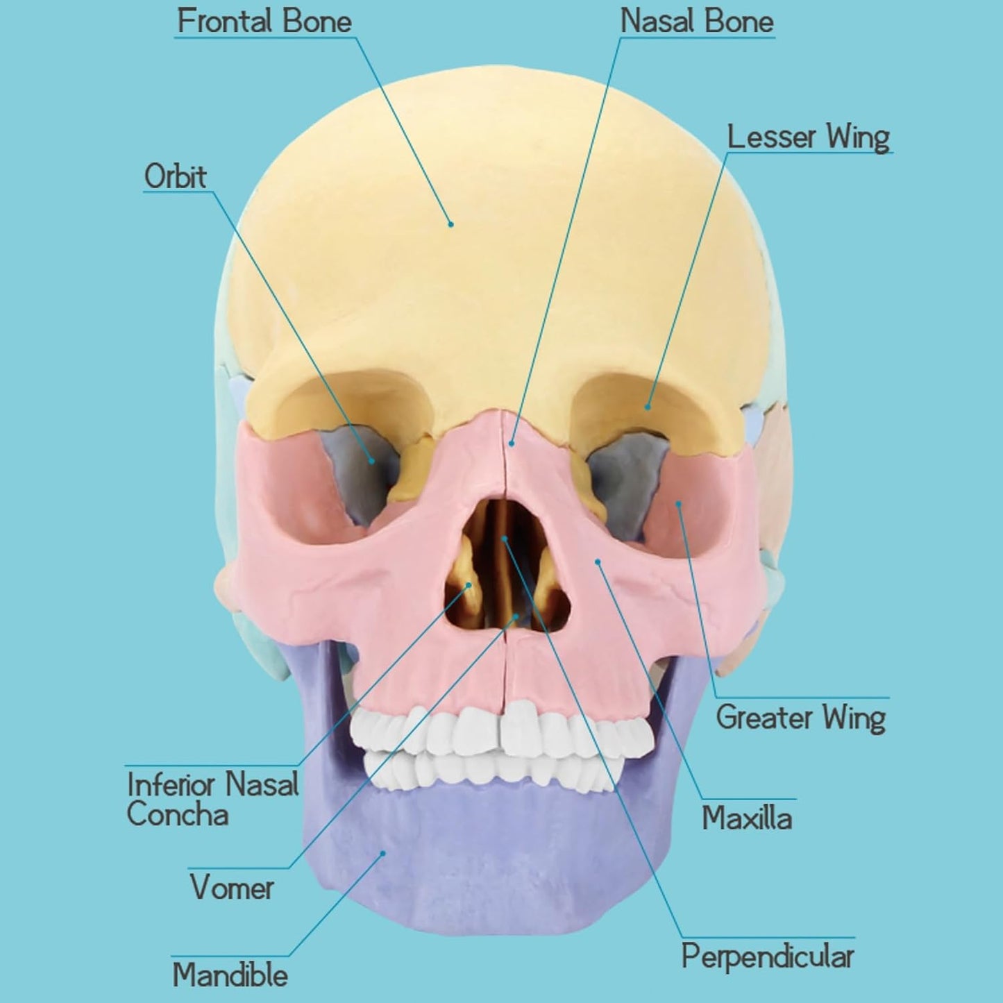 2025 New Human Anatomy Skull Model - 17 Part Puzzle with 10 Knowledge Flash Cards, Detachable Palm-Sized Mini Medical Model, Clinic Teaching Equipment, STEM Toy Gift for Kids