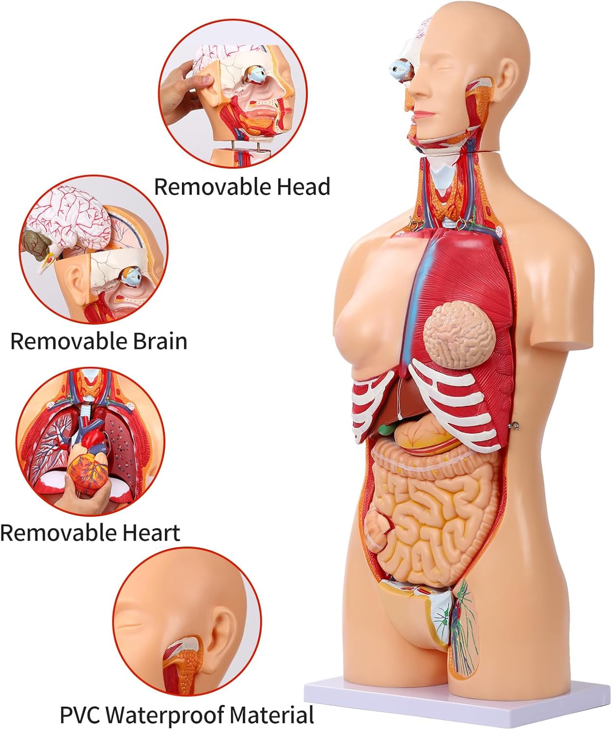 Human Torso Anatomy Model 33.4"