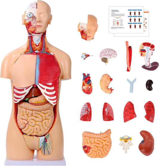 Human Torso Anatomy Model 33.4"
