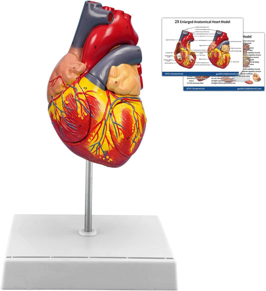 Anatomical Heart Model,4-Part Removable 