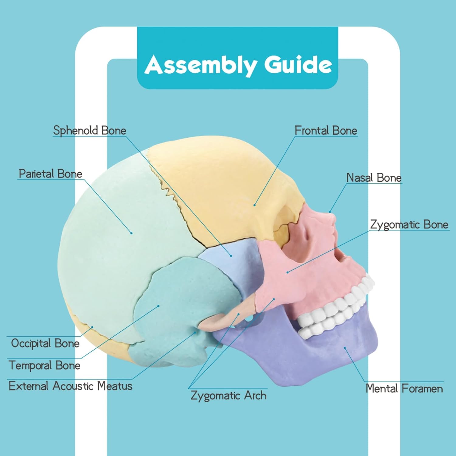 2025 New Human Anatomy Skull Model - 17 Part Puzzle with 10 Knowledge Flash Cards, Detachable Palm-Sized Mini Medical Model, Clinic Teaching Equipment, STEM Toy Gift for Kids