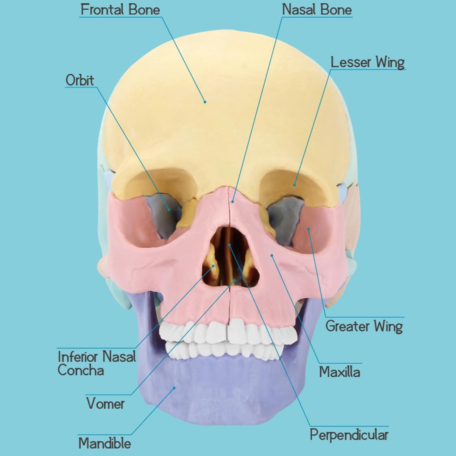 2025 New Human Anatomy Skull Model - 17 Part Puzzle with 10 Knowledge Flash Cards, Detachable Palm-Sized Mini Medical Model, Clinic Teaching Equipment, STEM Toy Gift for Kids