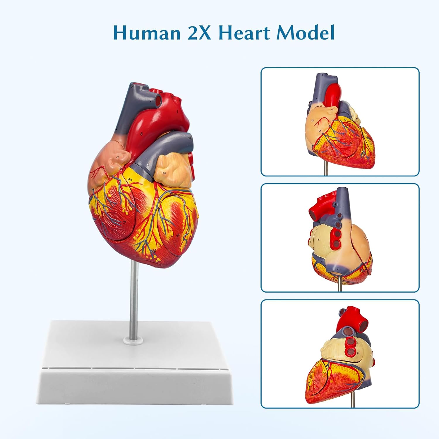 Anatomical Heart Model,4-Part Removable 