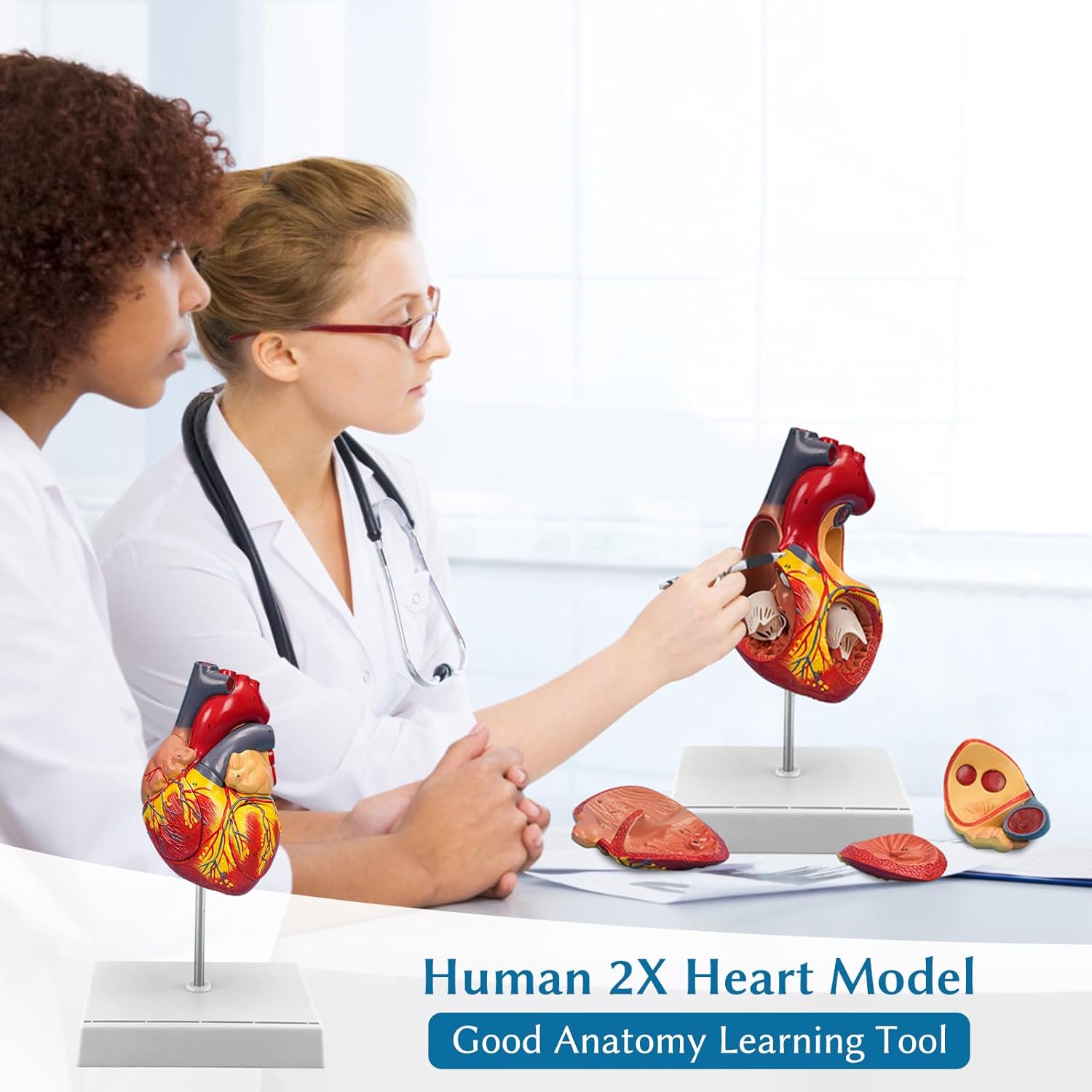 Anatomical Heart Model,4-Part Removable 