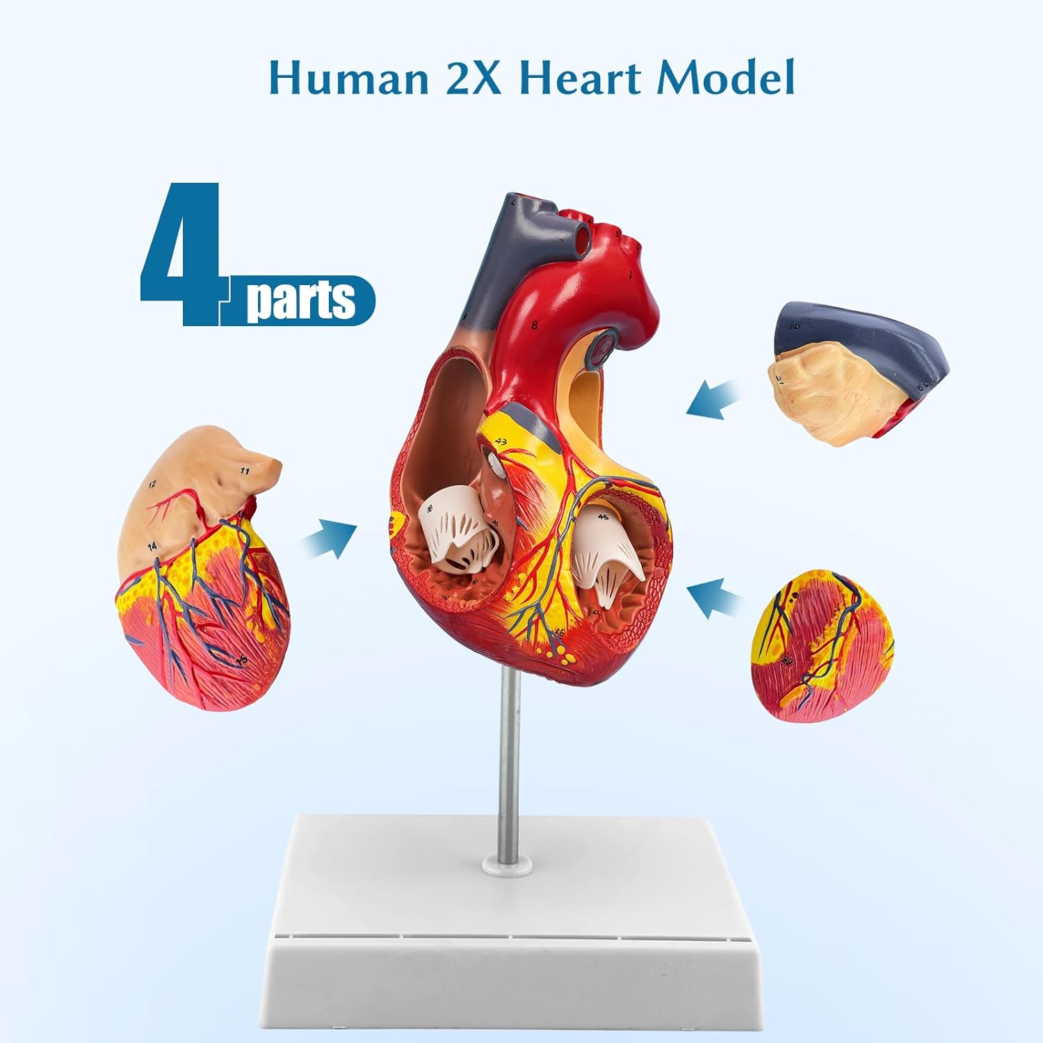 Anatomical Heart Model,4-Part Removable 