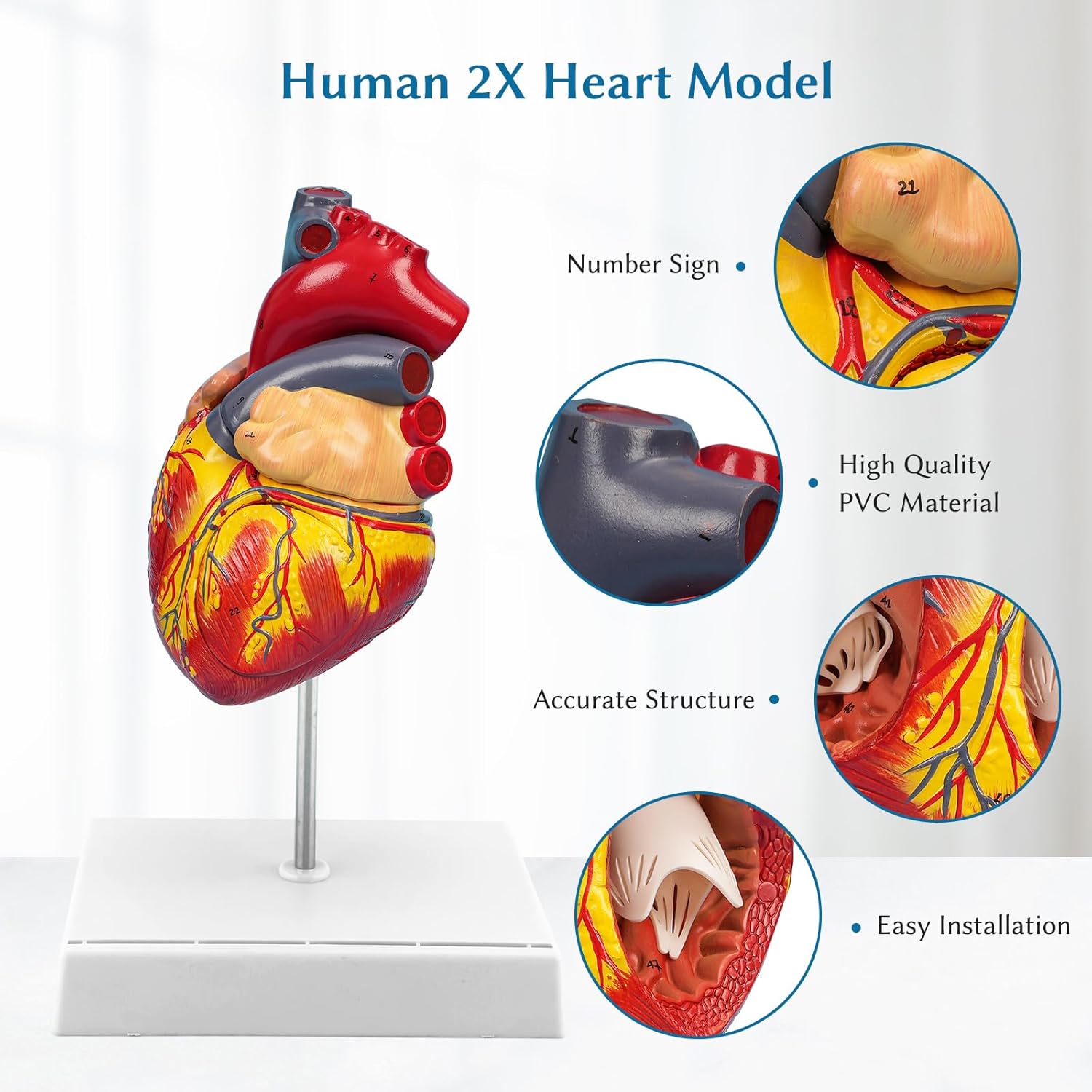 Anatomical Heart Model,4-Part Removable 