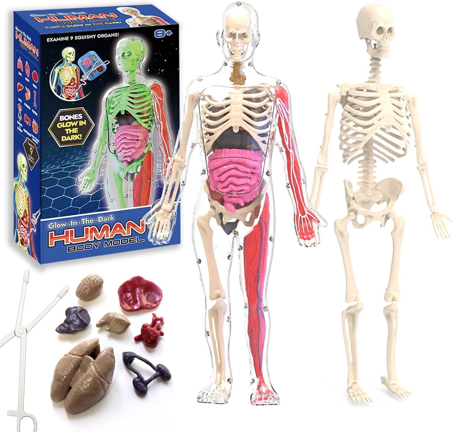 2025 New Human Anatomy Skull Model - 17 Part Puzzle with 10 Knowledge Flash Cards, Detachable Palm-Sized Mini Medical Model, Clinic Teaching Equipment, STEM Toy Gift for Kids