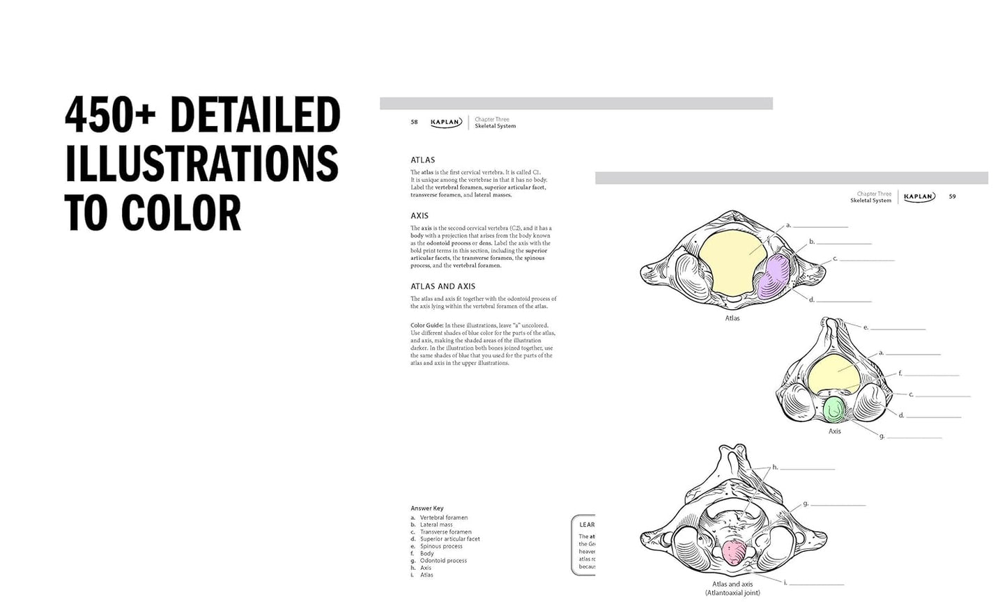 Anatomy Coloring Book 