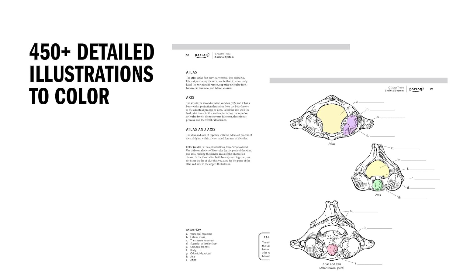 Anatomy Coloring Book 