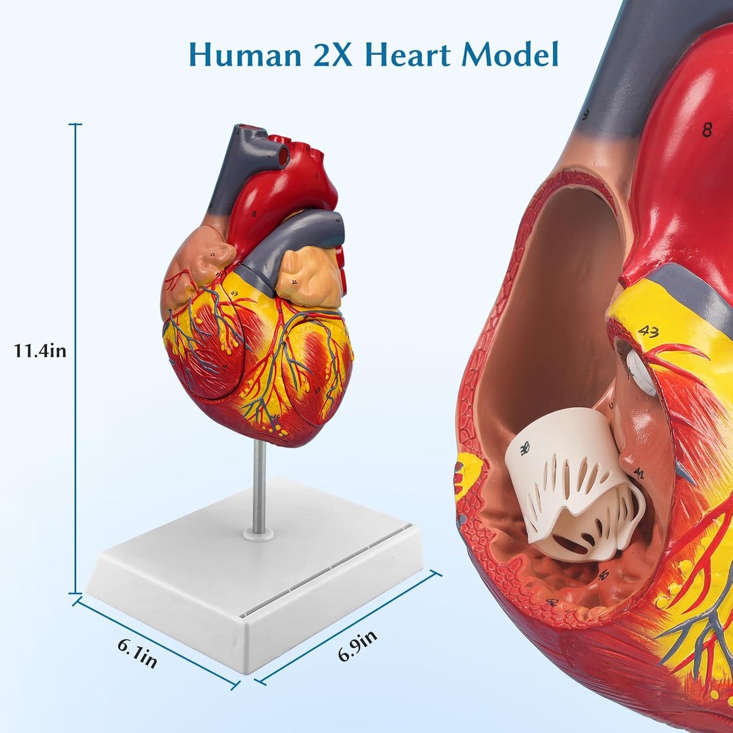 Anatomical Heart Model,4-Part Removable 