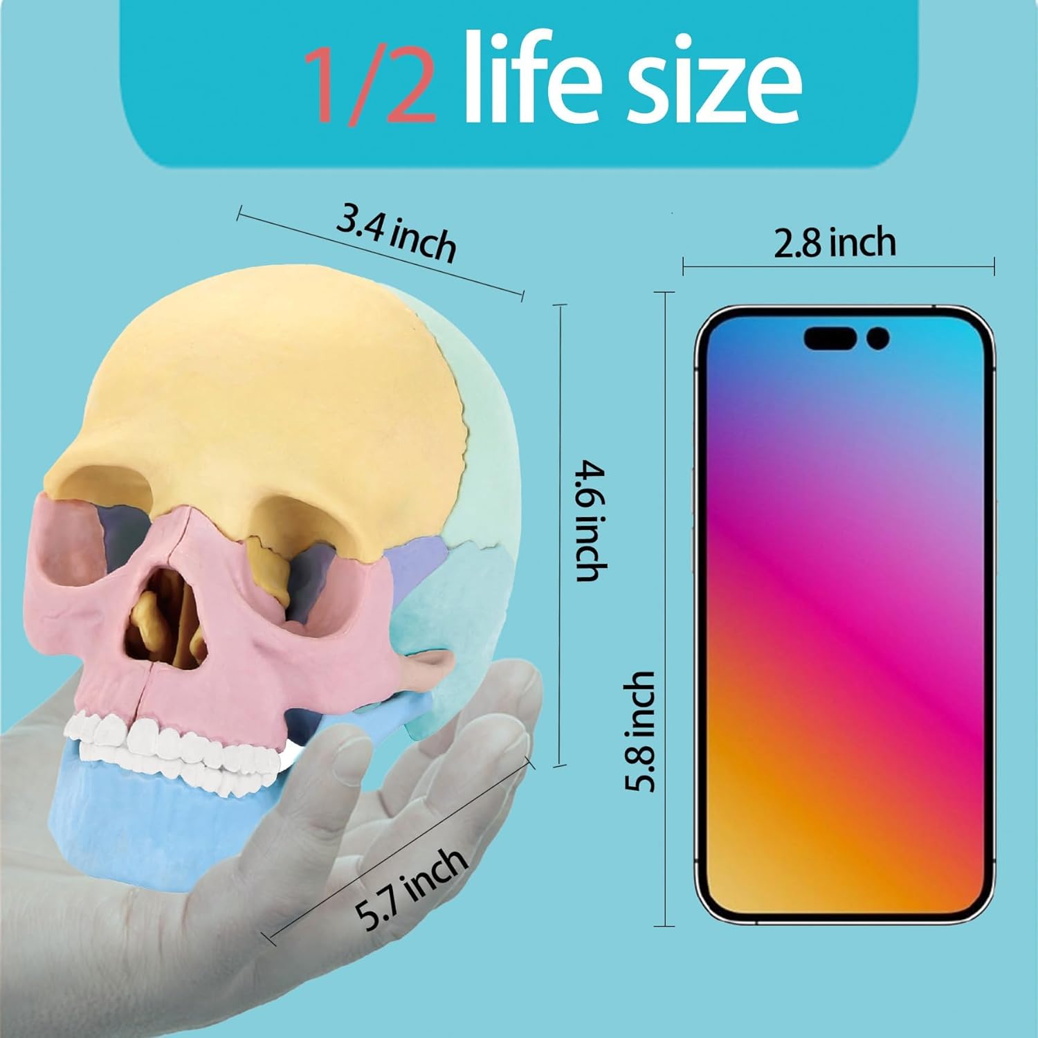 2025 New Human Anatomy Skull Model - 17 Part Puzzle with 10 Knowledge Flash Cards, Detachable Palm-Sized Mini Medical Model, Clinic Teaching Equipment, STEM Toy Gift for Kids