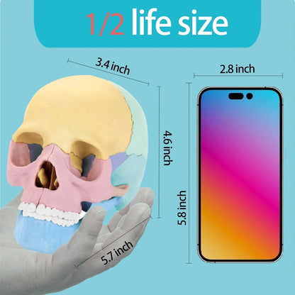 2025 New Human Anatomy Skull Model - 17 Part Puzzle with 10 Knowledge Flash Cards, Detachable Palm-Sized Mini Medical Model, Clinic Teaching Equipment, STEM Toy Gift for Kids