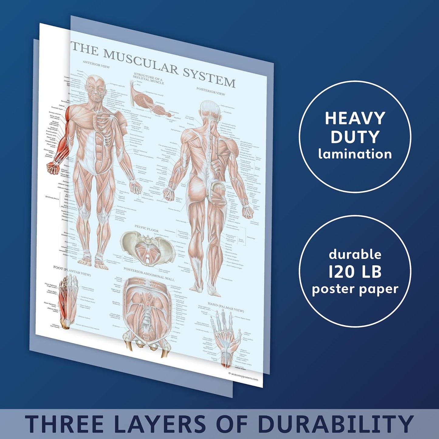16 Pack - Anatomical Posters 
