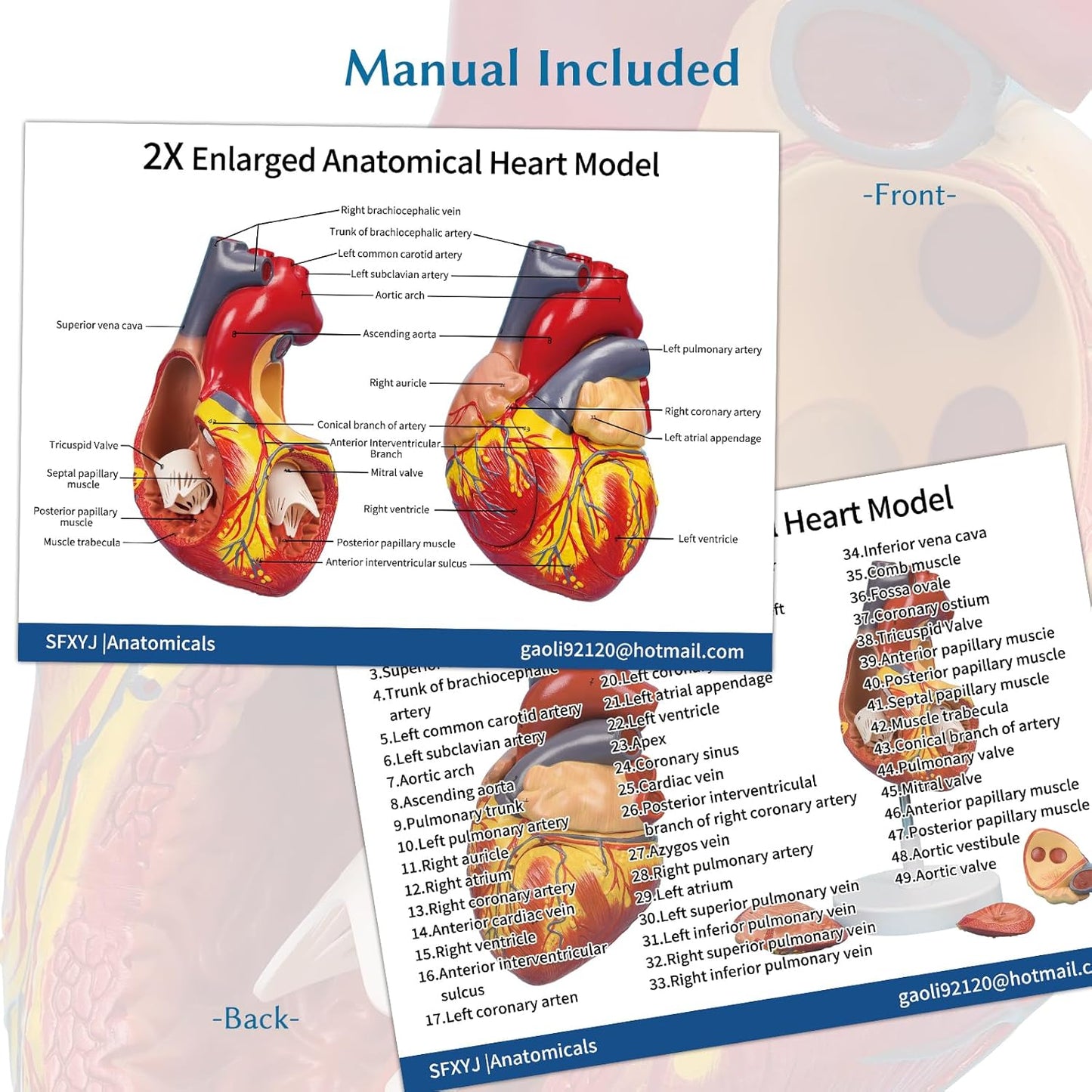 Anatomical Heart Model,4-Part Removable 