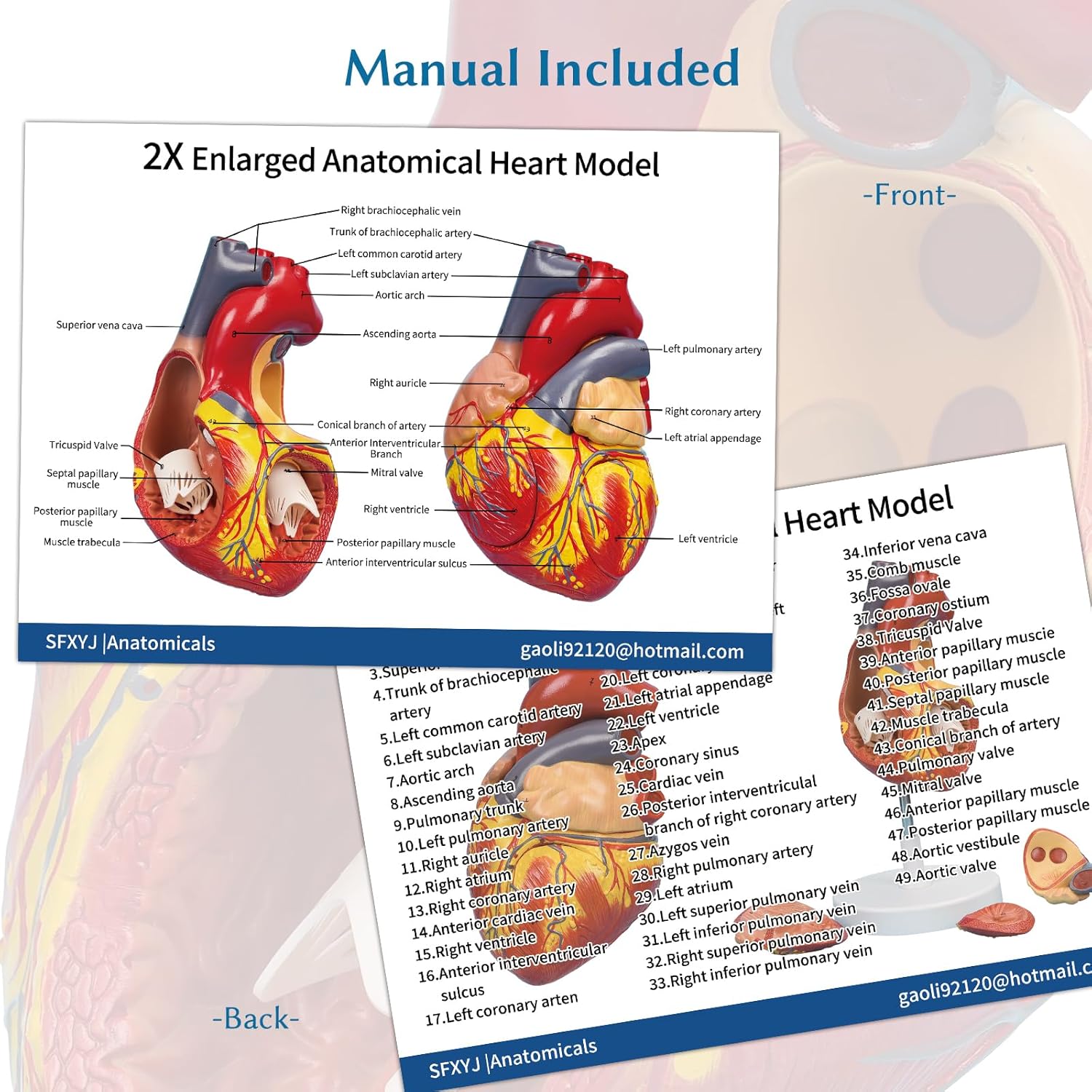 Anatomical Heart Model,4-Part Removable 