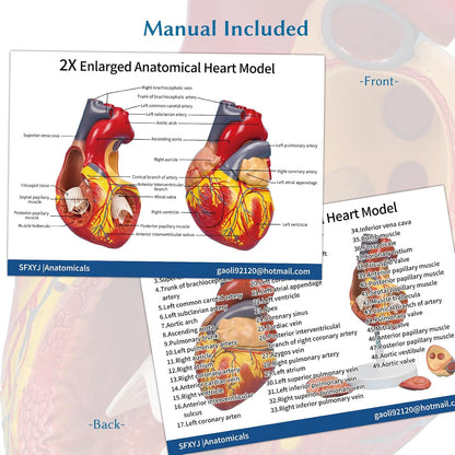 Anatomical Heart Model,4-Part Removable 
