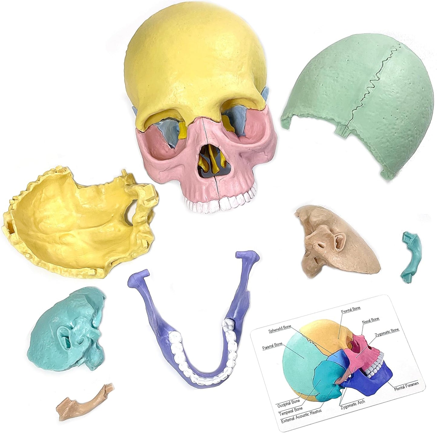 2025 New Human Anatomy Skull Model - 17 Part Puzzle with 10 Knowledge Flash Cards, Detachable Palm-Sized Mini Medical Model, Clinic Teaching Equipment, STEM Toy Gift for Kids
