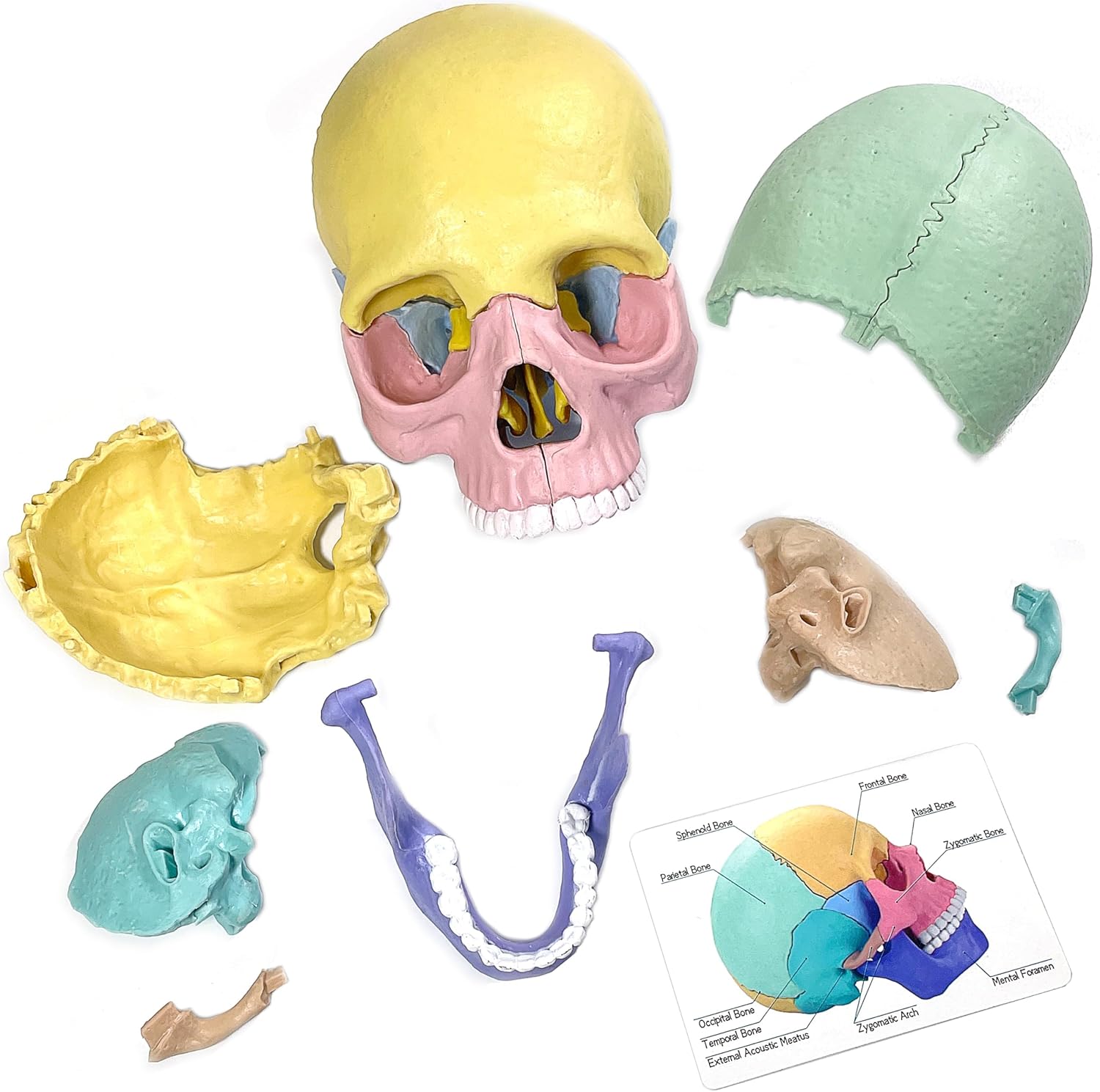 2025 New Human Anatomy Skull Model - 17 Part Puzzle with 10 Knowledge Flash Cards, Detachable Palm-Sized Mini Medical Model, Clinic Teaching Equipment, STEM Toy Gift for Kids