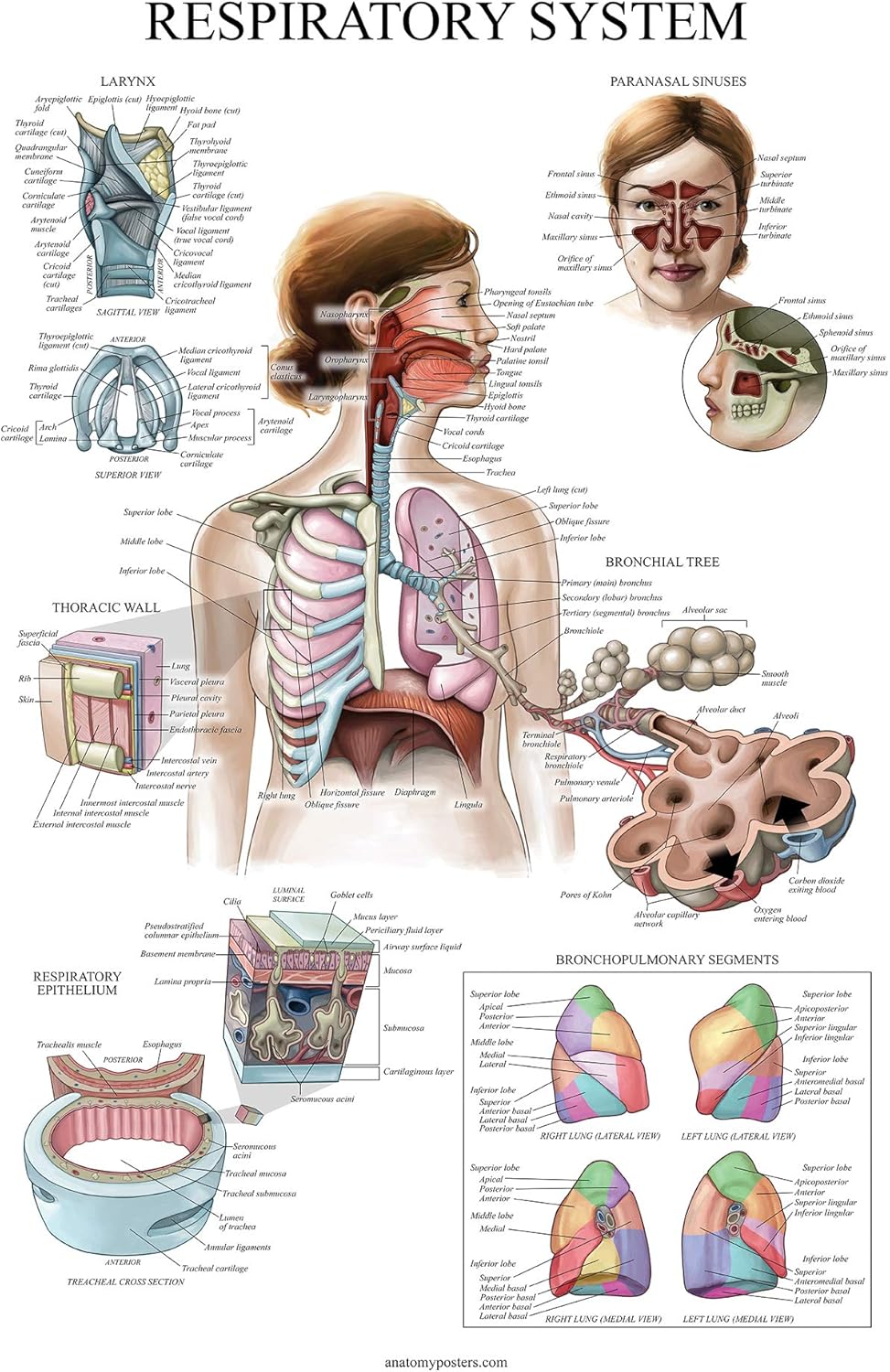 16 Pack - Anatomical Posters 