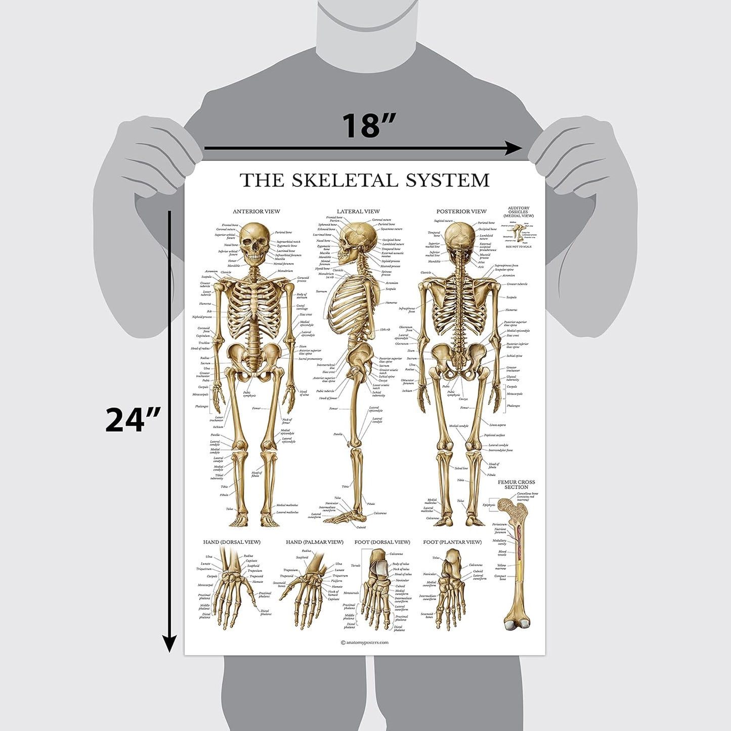 16 Pack - Anatomical Posters 