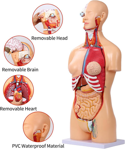 Human Torso Anatomy Model 33.4"