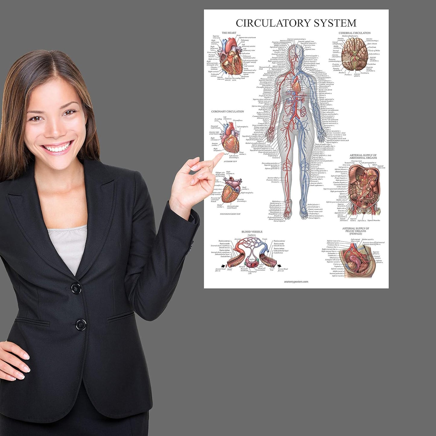 16 Pack - Anatomical Posters 