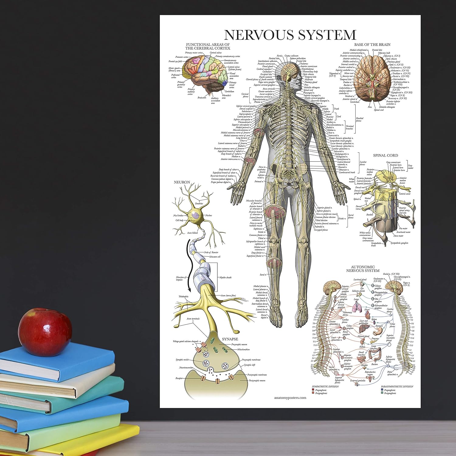 16 Pack - Anatomical Posters 