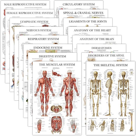 16 Pack - Anatomical Posters 
