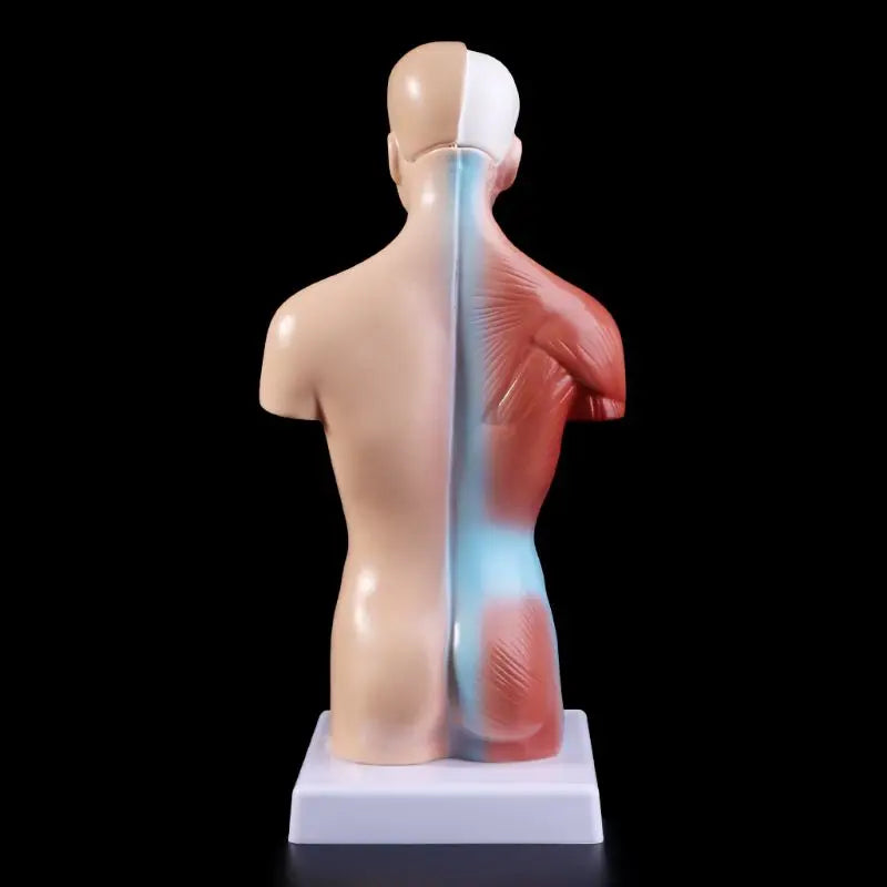 Anatomy Torso Model 