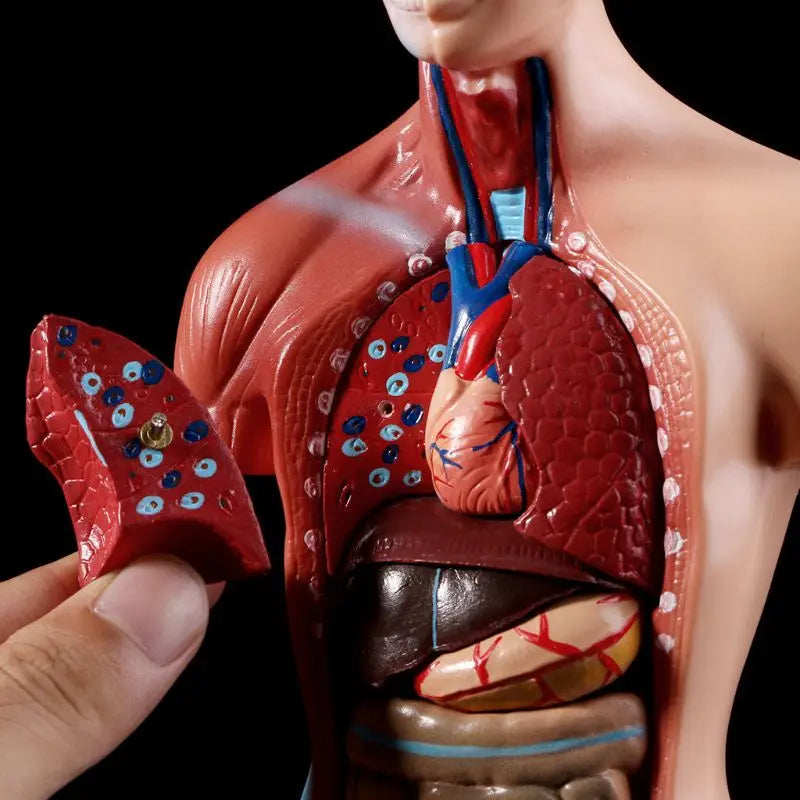 Anatomy Torso Model 