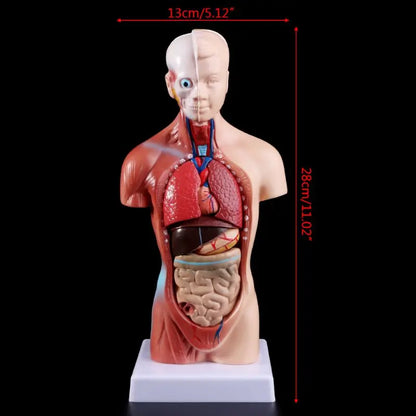 Anatomy Torso Model 