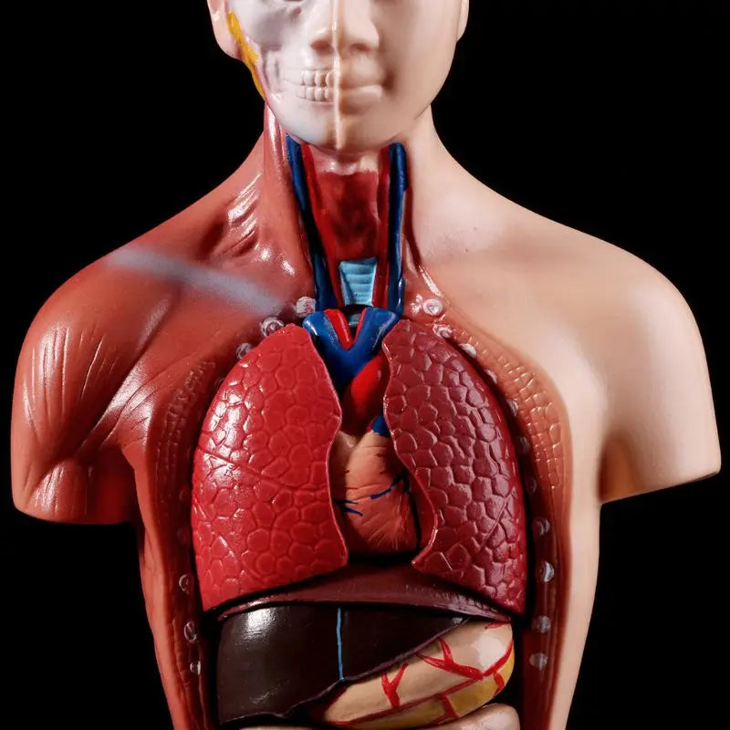 Anatomy Torso Model 