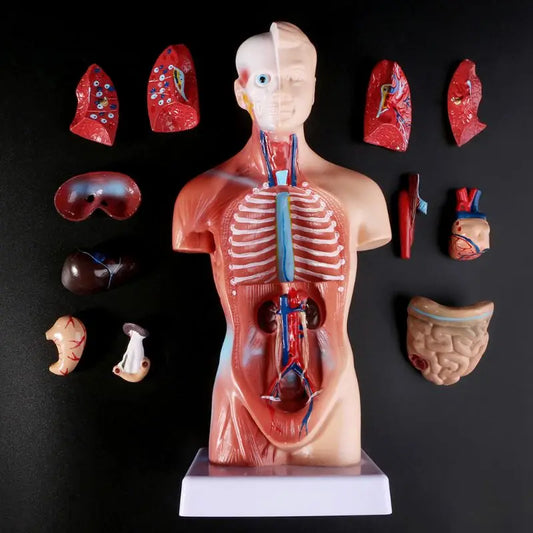 Anatomy Torso Model 