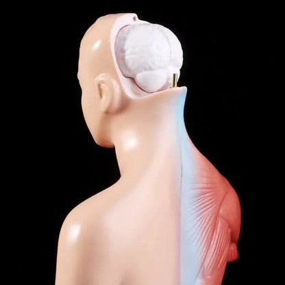 Anatomy Torso Model 