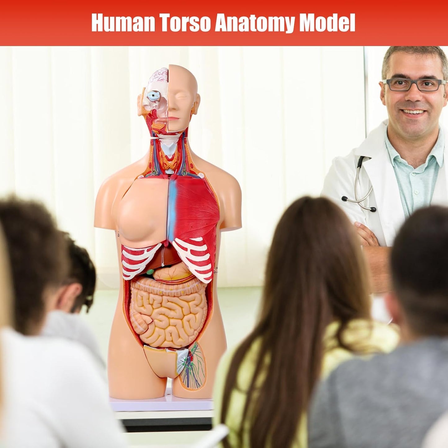 Human Torso Anatomy Model 33.4"