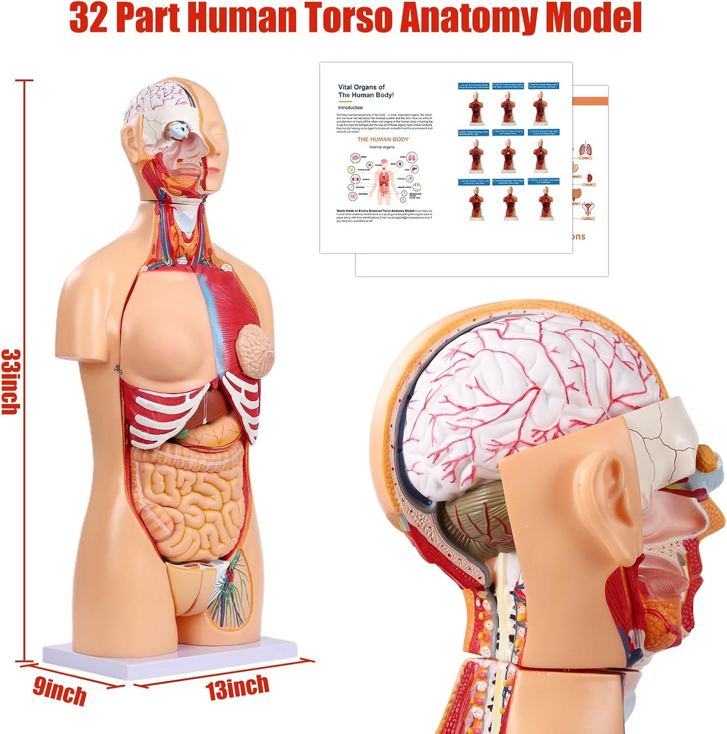 Human Torso Anatomy Model 33.4"