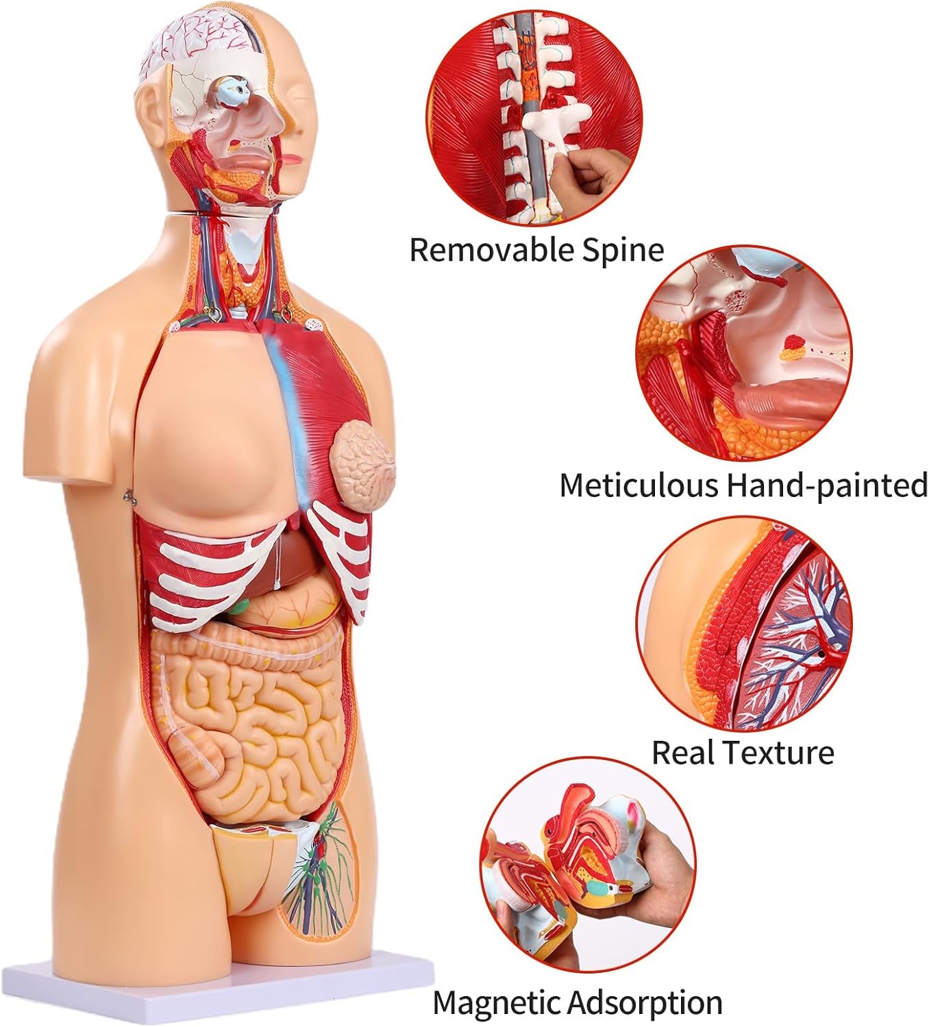 Human Torso Anatomy Model 33.4"