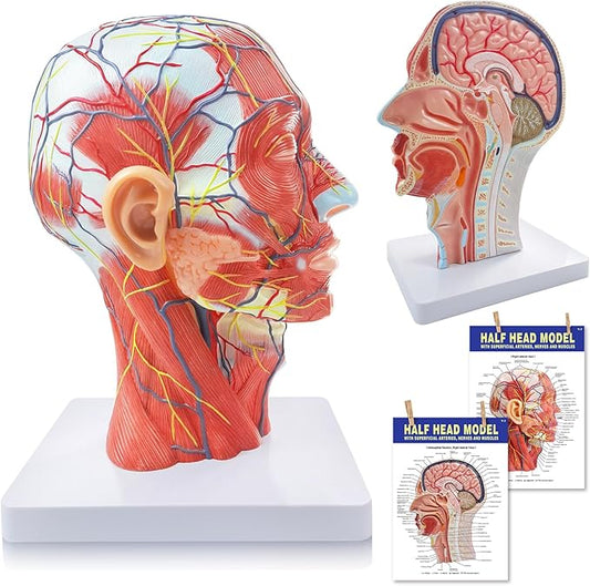 Anatomical Head Model Skull