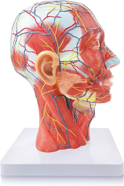 Anatomical Head Model Skull
