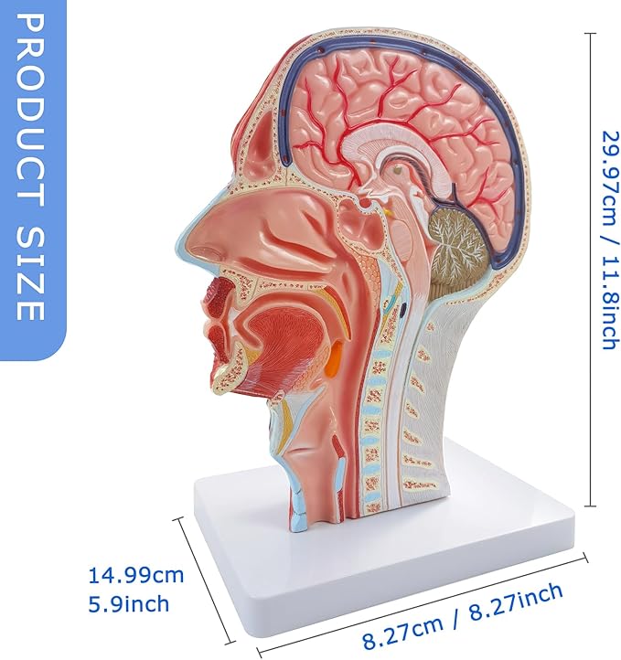 Anatomical Head Model Skull