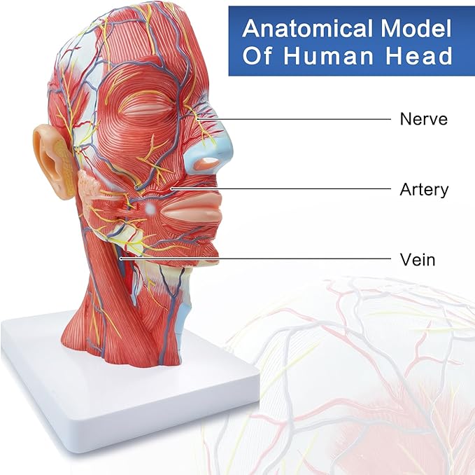 Anatomical Head Model Skull