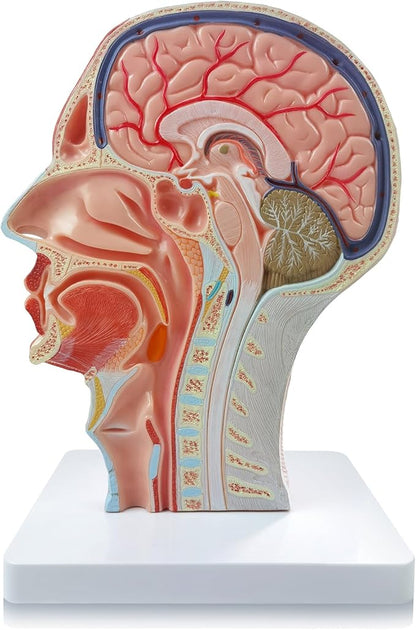 Anatomical Head Model Skull